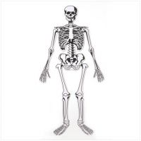 Skeleton Floor Puzzle