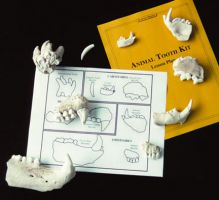Classroom Animal Bites Kit